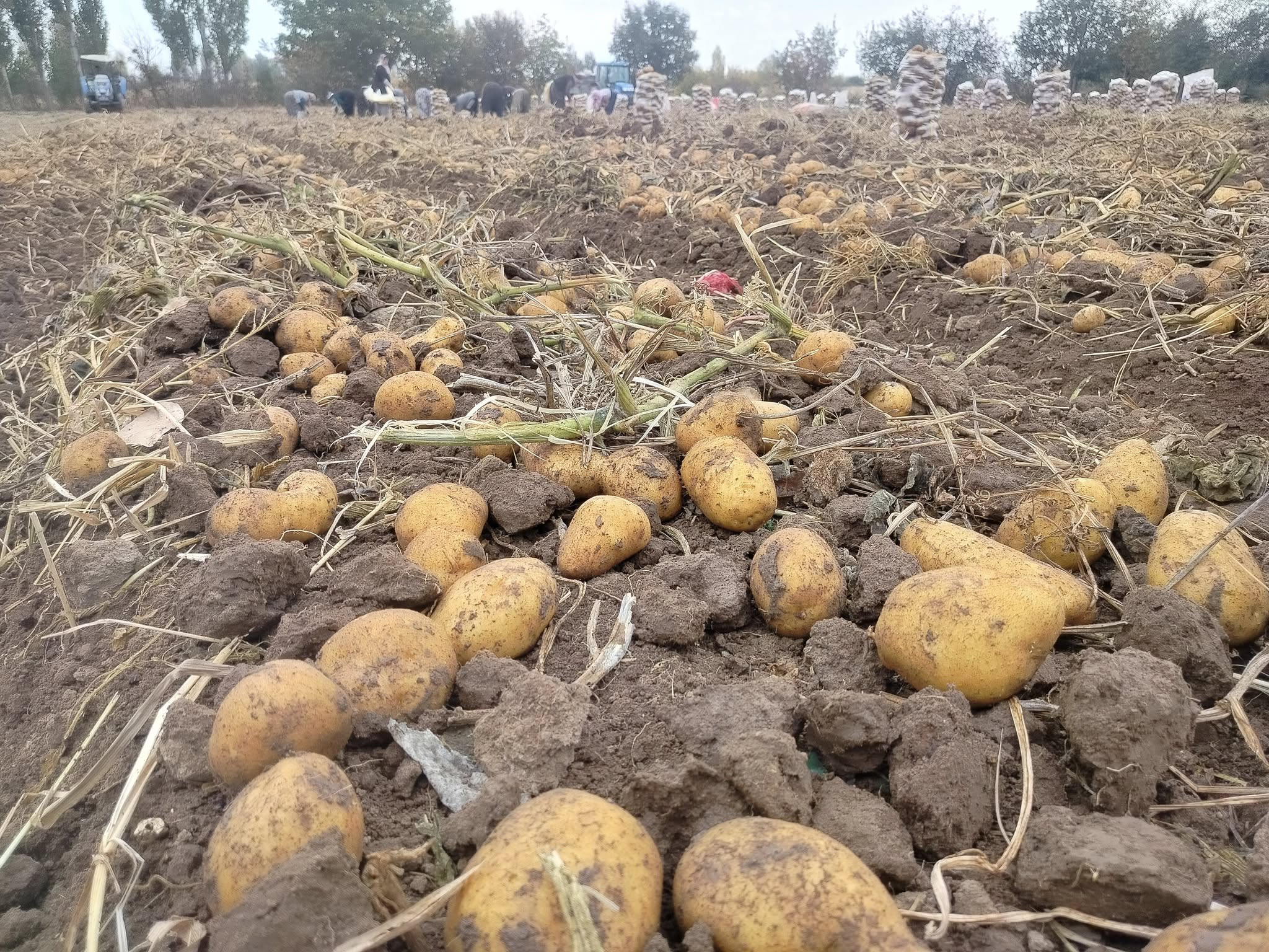 24 Ton %100 Kızartmalık Hollanda Agria